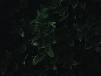 img of Ahura Resorts Iguana Sanctuary: Welcoming New Hatchlings