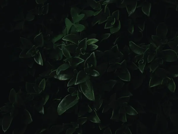 img of Giant Zipline Eco Adventure Park in Sabeto Valley - 6 Hours Near Nadi, Fiji