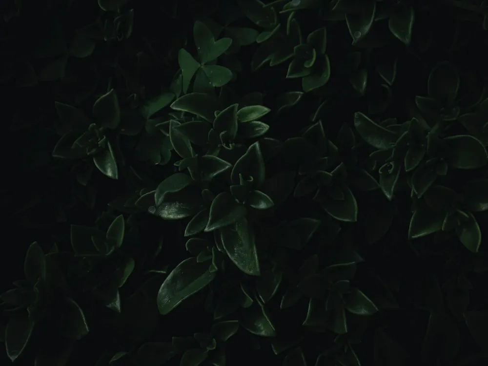 img of Ahura Resorts Iguana Sanctuary: Welcoming New Hatchlings